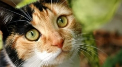 De ce tricolor numai pisicile?